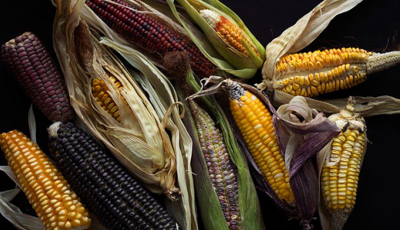 Molino El Pujol busca resaltar y revalorizar al maíz mexicano